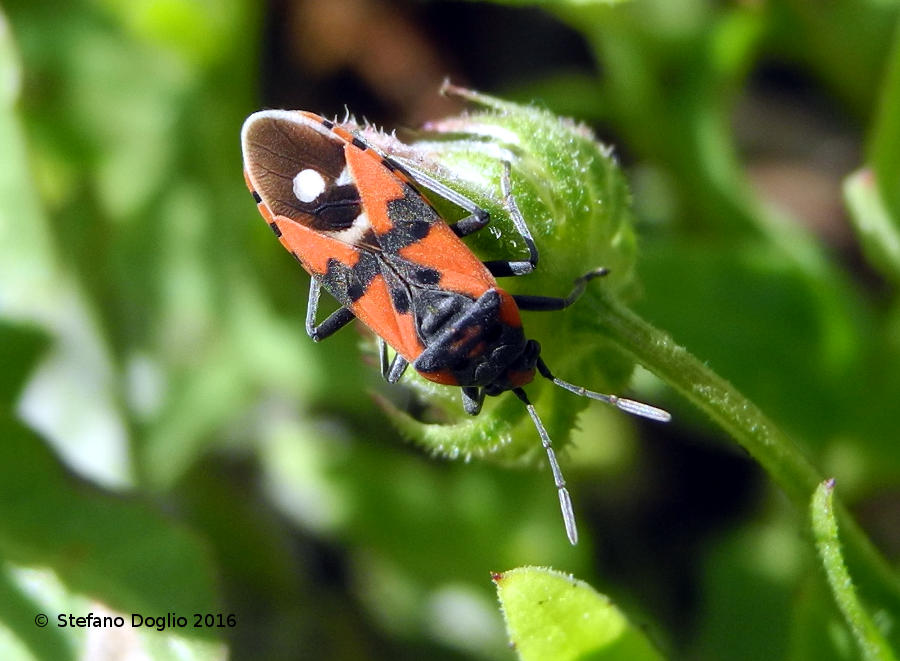 Lygaeidae:  Lygaeus equestris